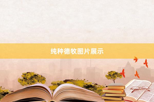 纯种德牧图片展示